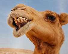 Image result for Camel