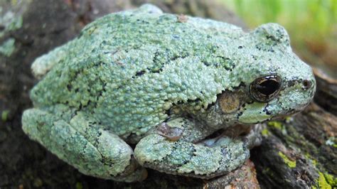 Image result for Common Gray Tree Frog