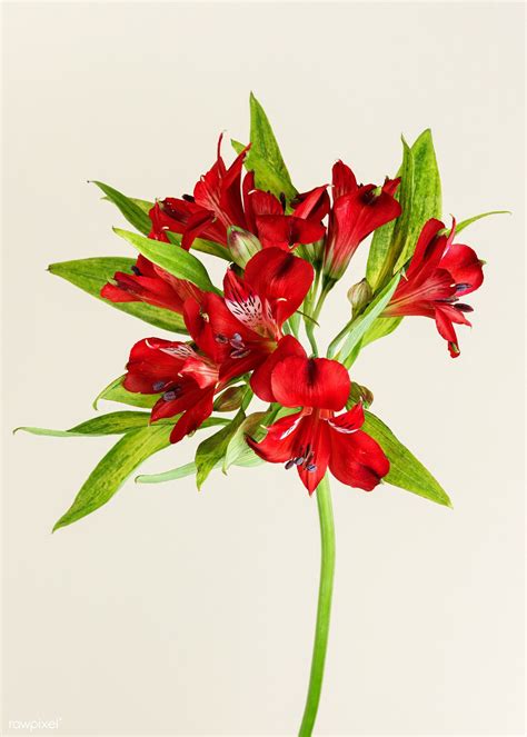 Alstroemeria Meaning