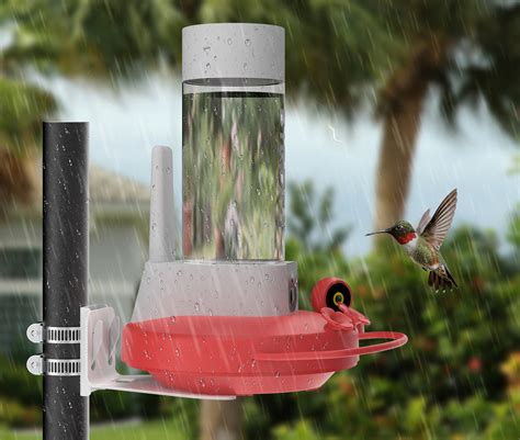 Birdfy NETVUE Birdfy Hummingbird Feeder with 2 Cameras Solar Powered ...