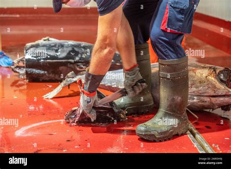 Image result for Fish processing Fish Canning Process