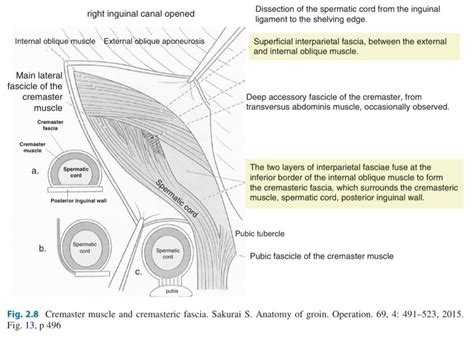 Image result for Cremasteric Muscle Contraction