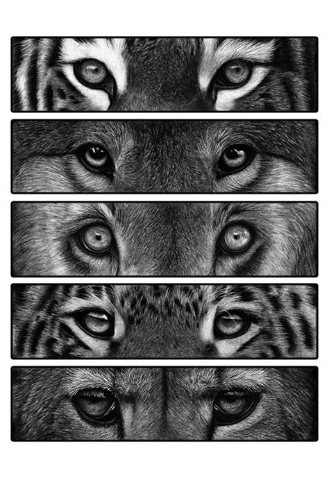 Lion Drawing Tutorial 的图像结果