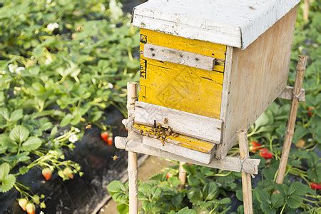 蜂箱 - 蜜蜂百科 - 酷蜜蜂