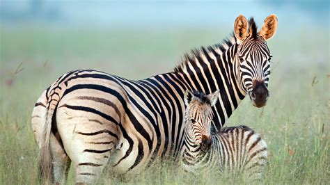 Bing Zebra Wallpaper 的图像结果