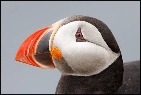 Puffins Facts, Figures And Trivia Shared Through National Audubon ...