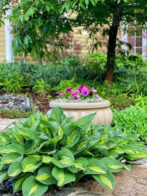How to Grow Hostas in Pots: A Complete Container Gardening Guide ...