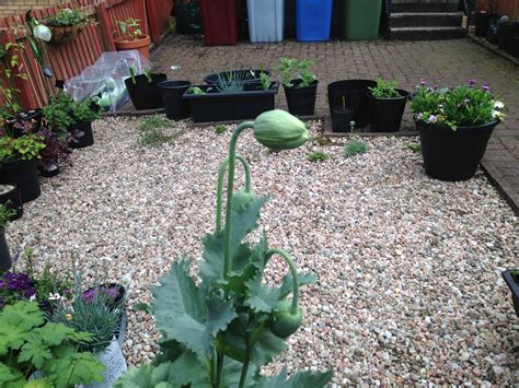 How To Grow Poppies From Seed Australia