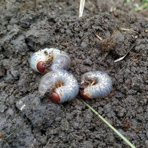 How To Get Rid Of Lawn Grubs at Zelma Radford blog