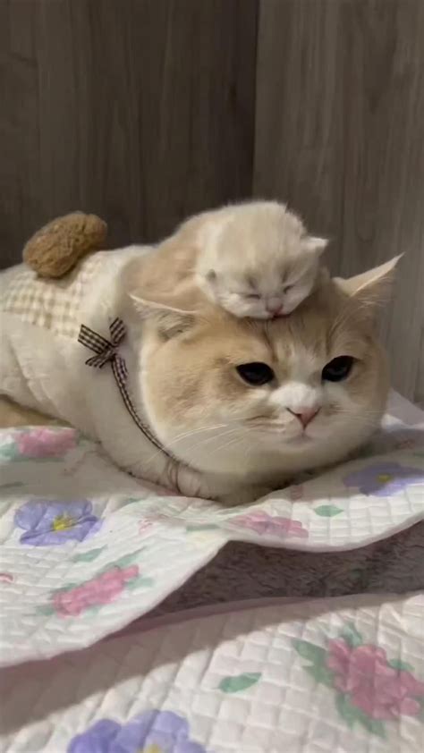 Kitten videos – Artofit