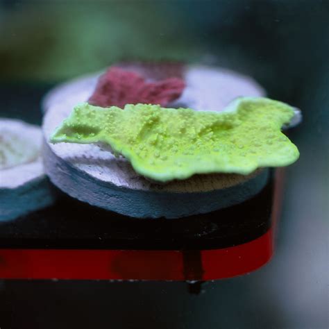 Meet Pol The Polyp: Coral Awareness On World Reef Day! - Virginia Aquarium & Marine Science ...