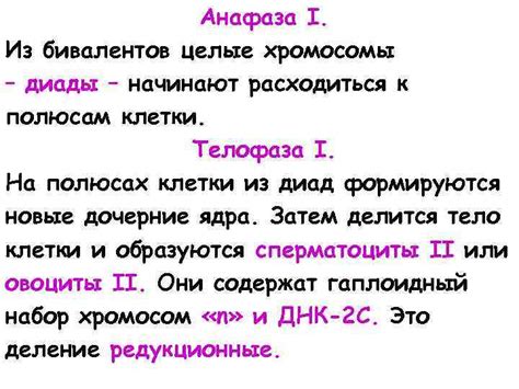 Лекция 4 I. Мейоз, его биологические значения