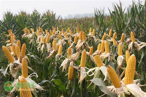 玉米种子排名前十名 - 农敢网
