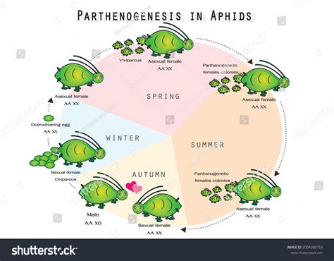 Image result for Parthenogenesis Examples