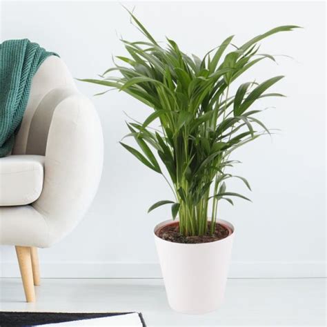 Air-purifying Plant Friends + Free Planter | 45 - 60 cm | ø 17 cm ...