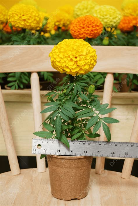 Marigolds Yellow Color Tagetes Erectamexican Marigold Background Daisy ...