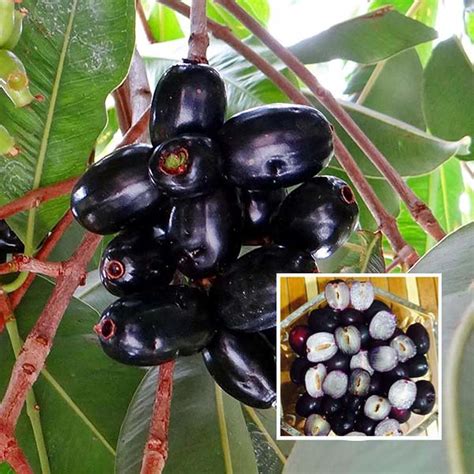 HAPING Seedless Black Jamun Jambolan Jam Grafted Fruit Live Plant (1.5 ...