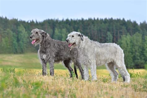 The Top 23 Largest Dog Breeds