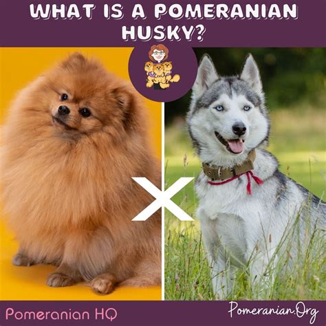 Everything You Need To Know About The Pomeranian Husky Dog