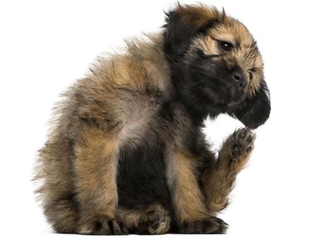 Image result for Vet Tech VA Program