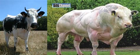 150 best Belgian Blue images on Pholder | Absolute Units, Pics and ...