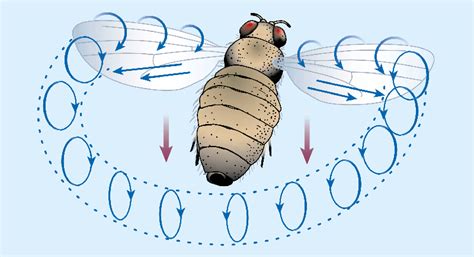 Flight Structures in Insects 的图像结果