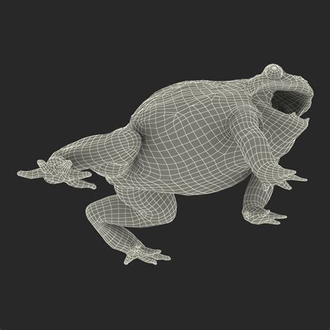 3D African Bullfrog Pose 2 model | 3D Molier International