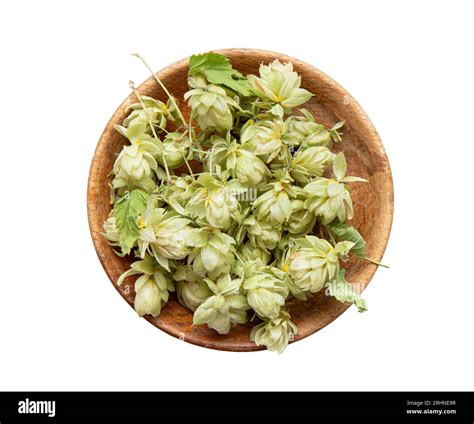 Picked and dried herbal medicinal plant Humulus lupulus, the common hop ...