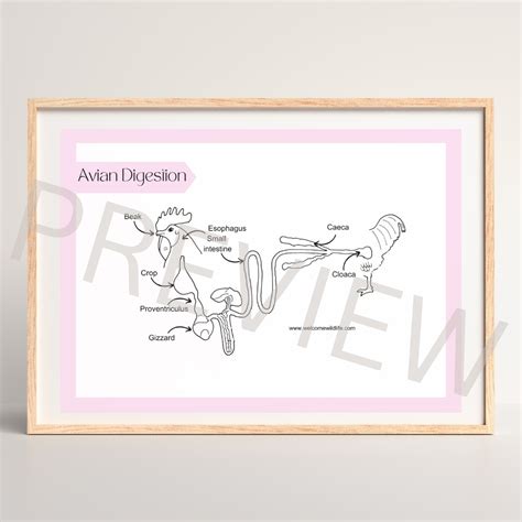 Avian digestive system poster – Critters Academy