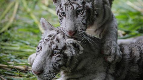 Two rare white tiger cubs find new home in Nicaragua | World News
