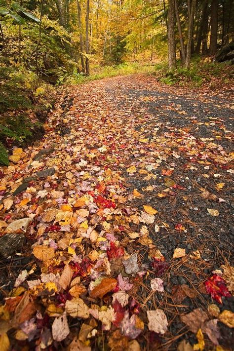 Fall in the Country 的图像结果
