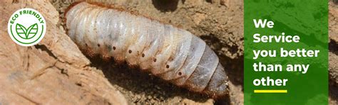 Wood Borer Pest Control in Chennai | Wood Boring Beetles | Wood Borer ...