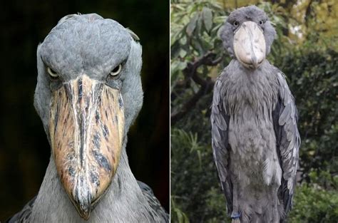 Most Terrifying Bird 15 Scariest Birds On Earth: The Weird, The Bad,