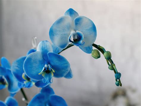 Image result for 3D Polymer Clay Flower Tutorials