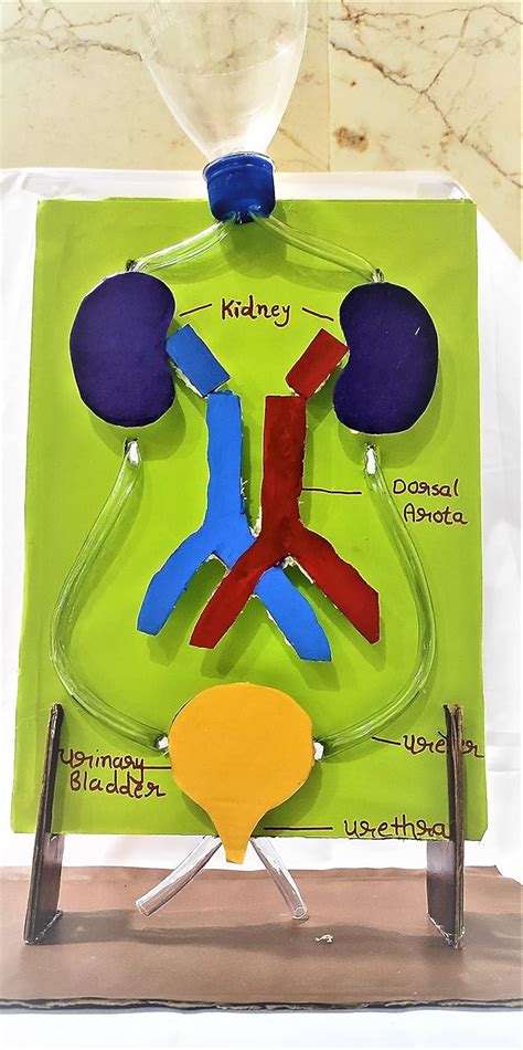 Buy Excretory System with Working Concept - Kidney Working Model ...