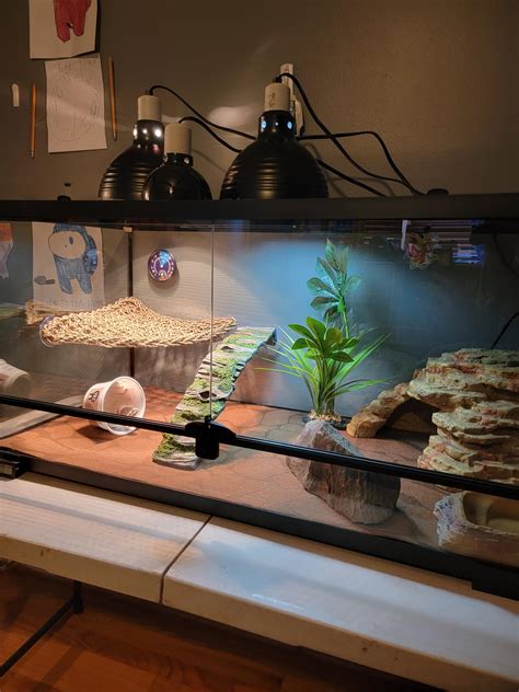 Bearded Dragon Cage Setup