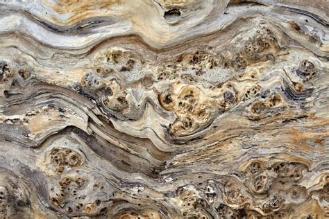 Texture Tree Sea 的图像结果