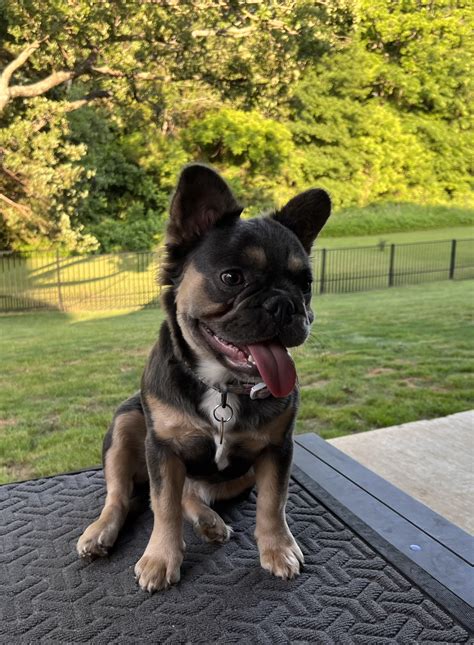 Blue and Tan Fluffy French Bulldog For Sale | Wild Blue