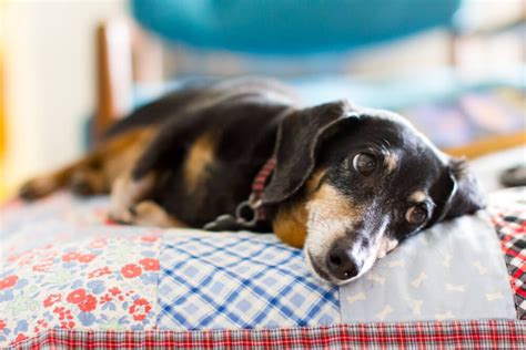 Image result for Dog Quilt Patterns Free