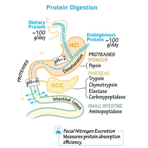 Where Does Protein Digestion Occur