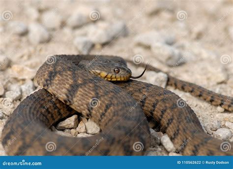 Diamondback Water Snake 的图像结果