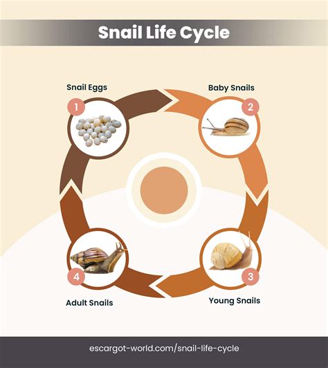What Is A Snail's Life Cycle at Erminia Heavner blog