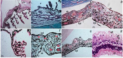 Morphology and Histology of the Orbital Region and Eye of the Asiatic ...