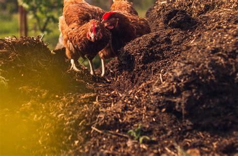 Finding the Sweet Spot: How Many Tons of Chicken Litter Per Acre for ...