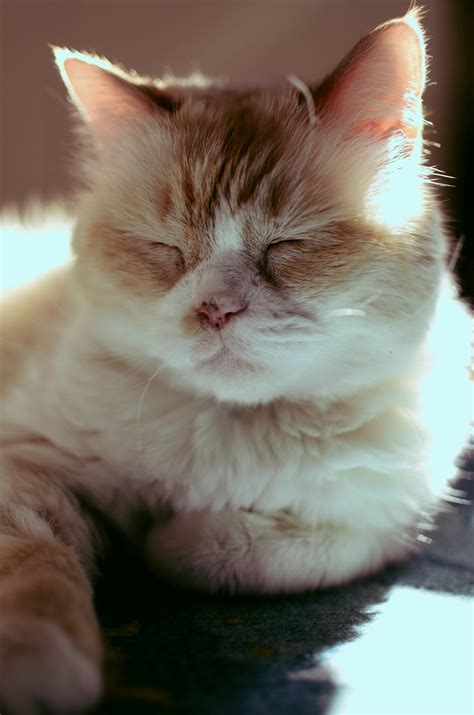 The Science Behind a Cat's Purring: What Does It Mean?