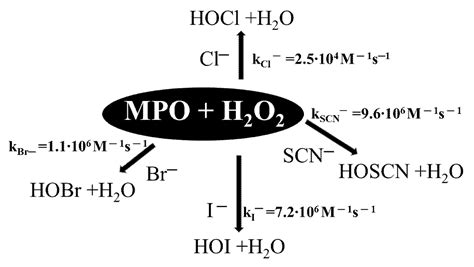 Hobr Lewis Structure