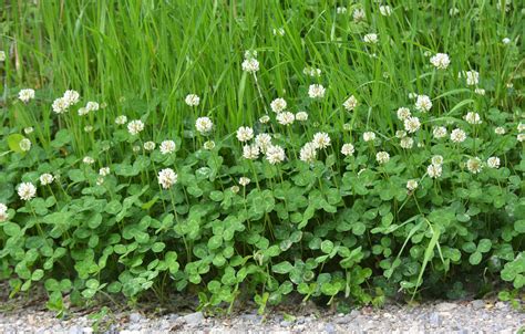 White Clover