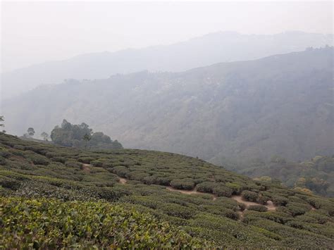 2023 Darjeeling Tea Garden Tour