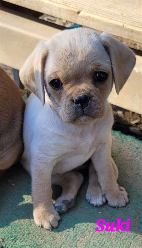 Pugalier - Salisbury East - PetsForHomes