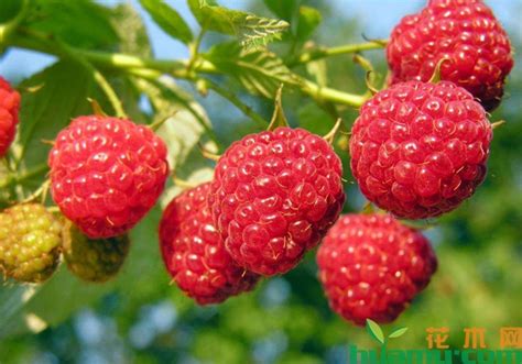 树莓种植条件-种植技术-中国花木网